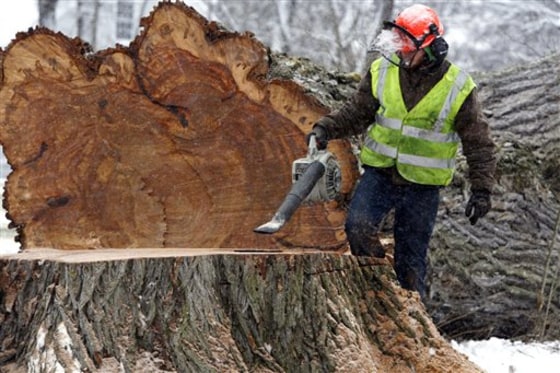 A worker removes saw dust from Herbie, which had been the tallest American elm in New England, after it was cut down on Jan. 19 due to a fatal fungus disease.